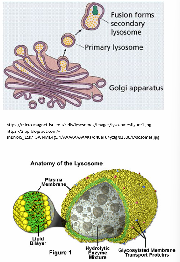 knowt flashcard image