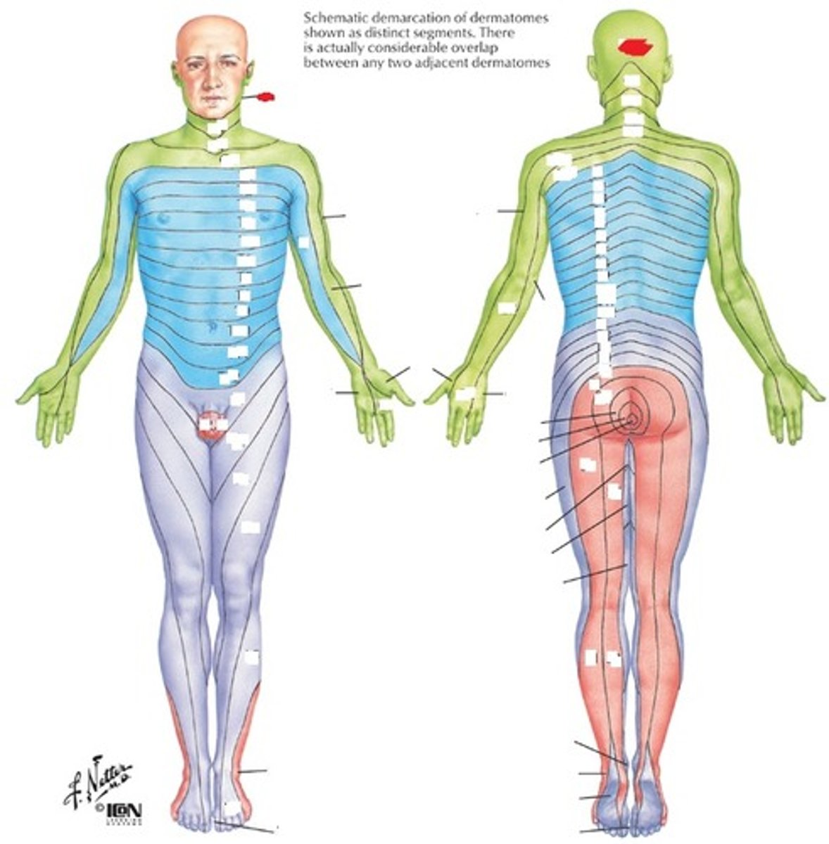 <p>Posterior aspect of head</p>