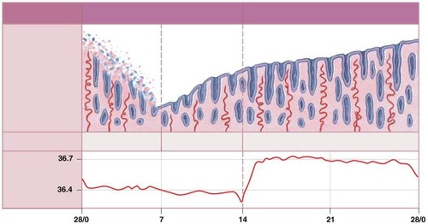<p>Temperature measured to track ovulation.</p>
