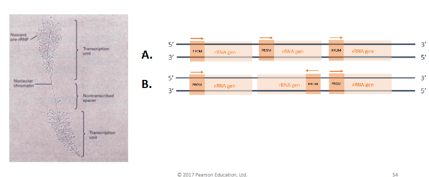 <p>hoe liggen de promotoren van de rRNA genen tov elkaar</p>
