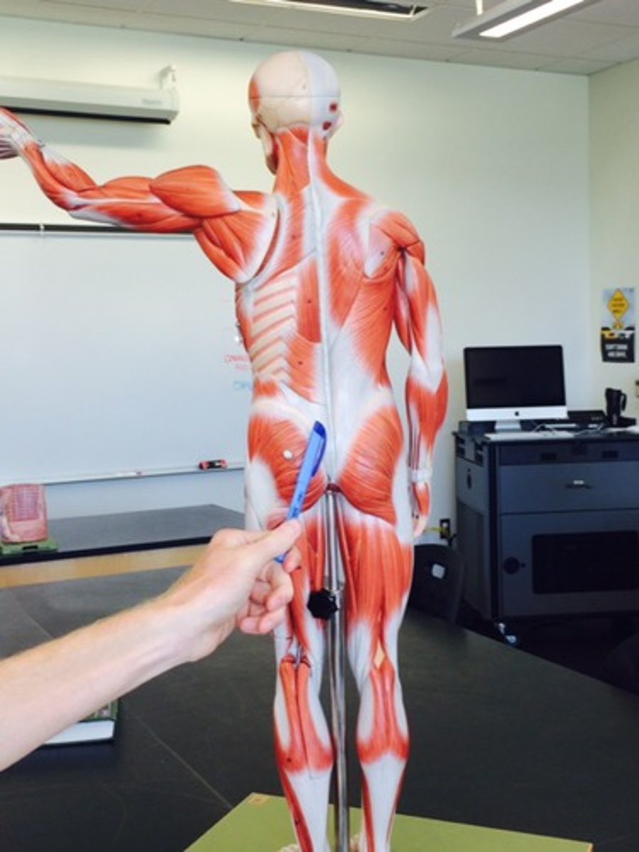 <p>flat tendon</p>