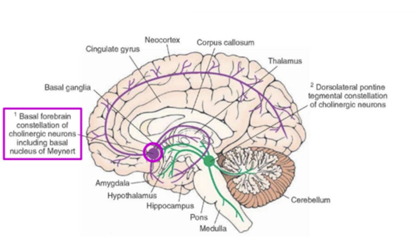 <p>Basal Forebrain</p>