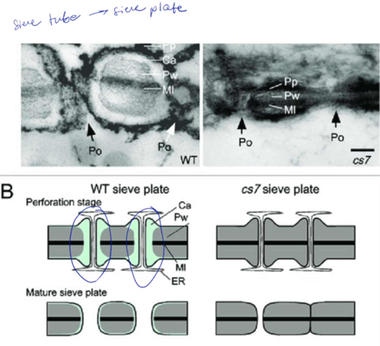 <p>o Principal cell wall polysaccharide in the developing cell plate</p><p>o Deposited between the plasma membrane and existing cell wall</p><p>o Deposited rapidly in response to mechanical wounding and stress (pathogen, environment)</p>