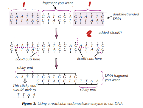 <p>Label the Steps of Making DNA Fragments using Restriction Endonucleases (1→2)</p>