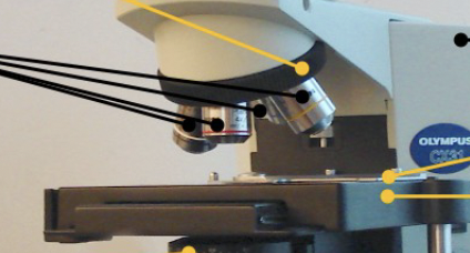 <p>Name the part with black arrows</p>