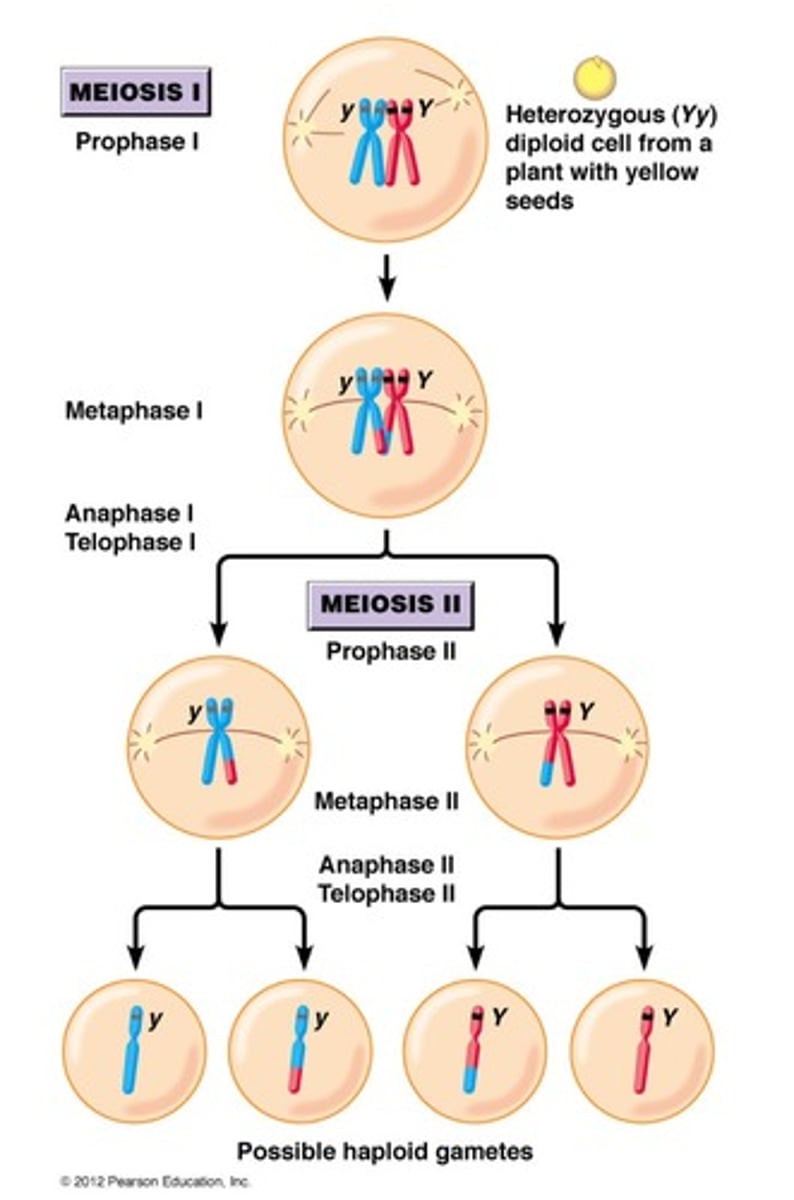 <p>de twee allelen van een gen zijn aparte entiteiten die van elkaar worden gescheiden tijdens de gametogenese.</p>