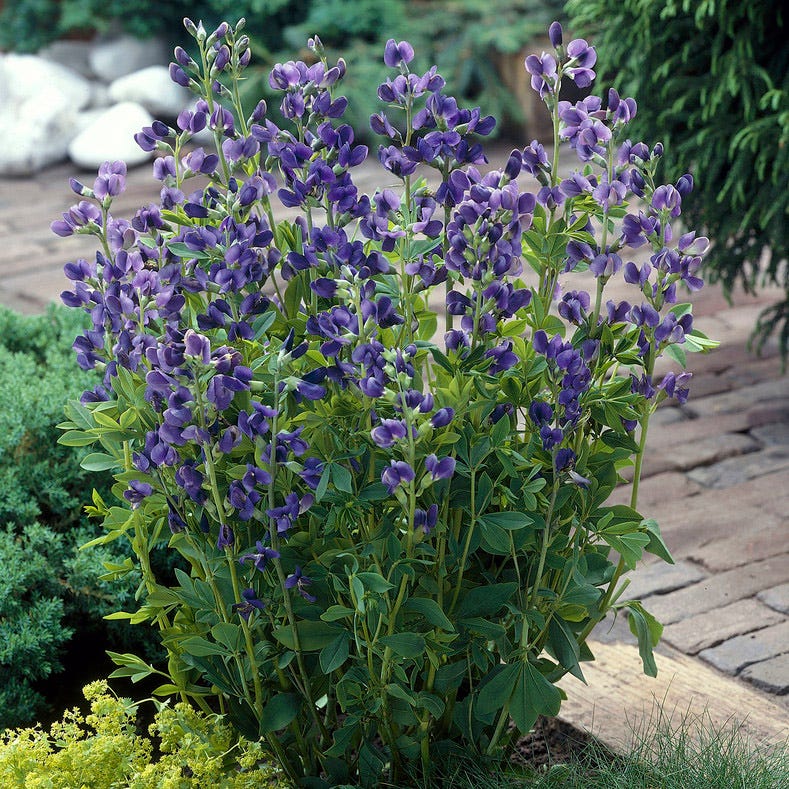 <p>False Indigo</p>