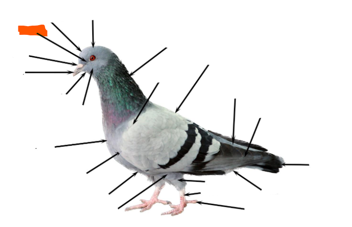 term image