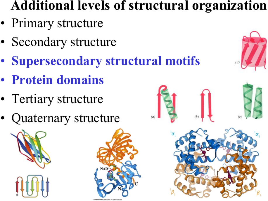 <p>Additional levels of structural organization</p>