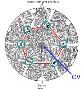 <p>at each point on the hexagon of a lobule is an arrangement of vessels</p><p>- branch of portal vein</p><p>- branch of hepatic artery</p><p>- a bile duct</p>