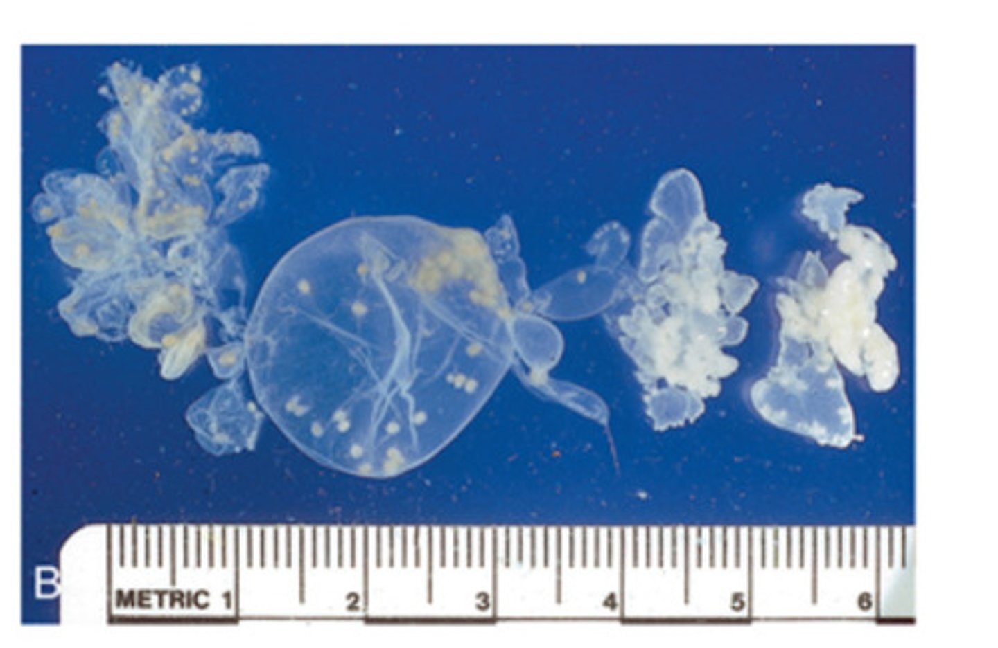 <p>This code runs metacestode stage is produced by the tapeworm that infects dogs. The coenrus cyst is a single large bladder with several invaginated scolices. The tapeworm that produces this type of metacestode stage is</p>