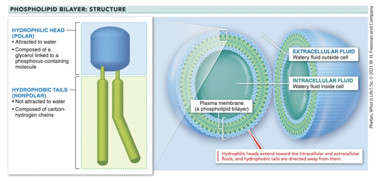<p>phospholipid bilayer</p>