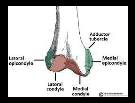 <p>Epicondyle</p>