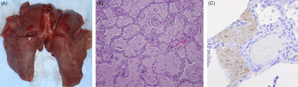 What pathogen? 
