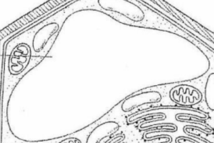 <p>Plants usually have one large vacuole which takes up most of the space inside the cell. When full of water, turgor pressure keeps the cells plump which keeps the plant’s stems and leaves firm.</p>