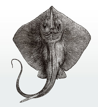 <p>Trygon (Sting ray)</p>