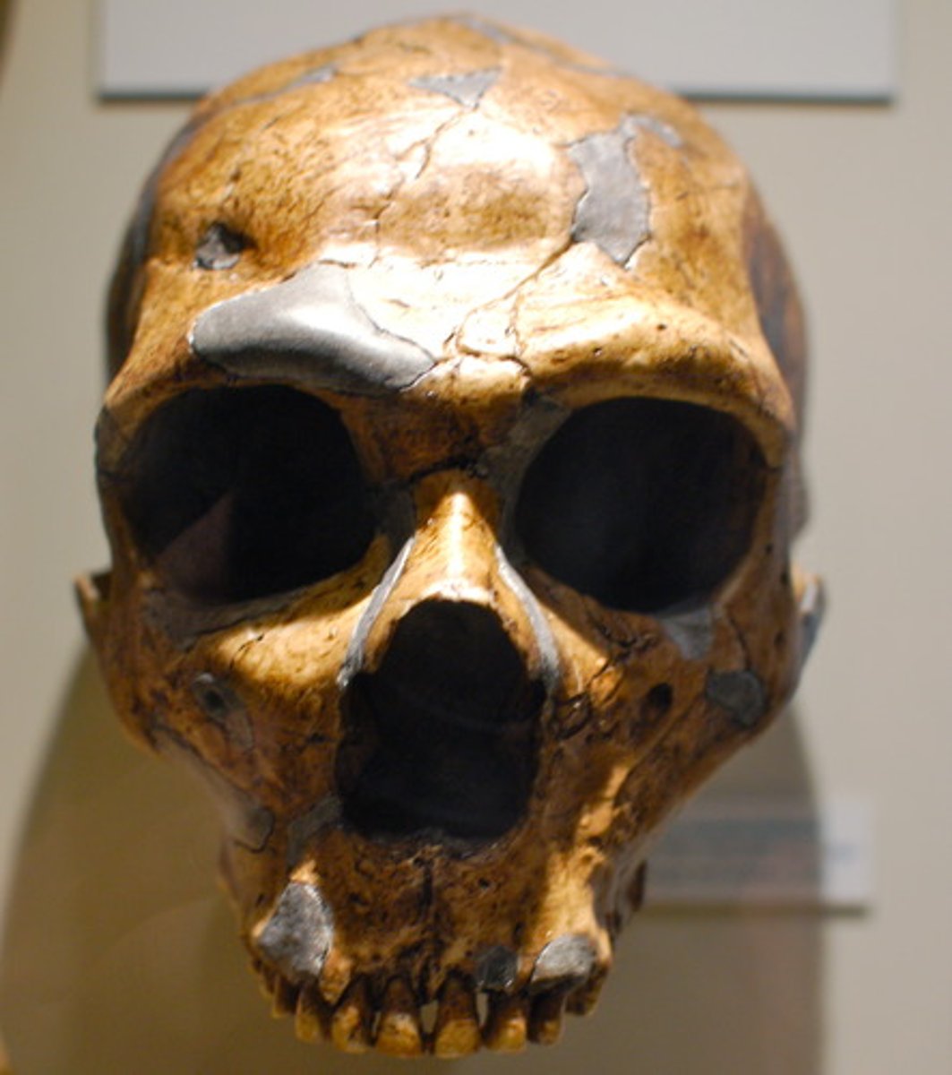 <p>Bipedal, extinct, ground dwelling, brain 800-850cm3, slimmer and taller than ancestors, made tools</p><p>•Lived 1.7-1.4mya</p>