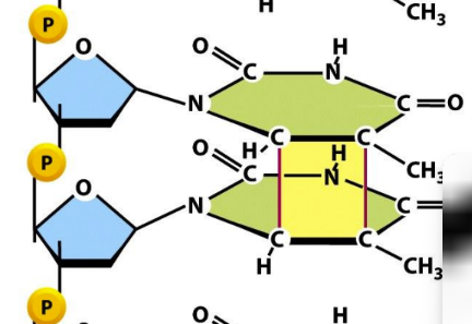 <p><span>Forms pyrimidine dimers via covalent linkage between two bases&nbsp;</span></p><ul><li><p class="Paragraph SCXW84676990 BCX0" style="text-align: left"><span>A covalent bond is made between 2 bases&nbsp;</span></p></li></ul><p class="Paragraph SCXW84676990 BCX0" style="text-align: left"><span>Pyrimidine dimers = can block transcription/replication when brought close together and not repaired&nbsp;</span></p>