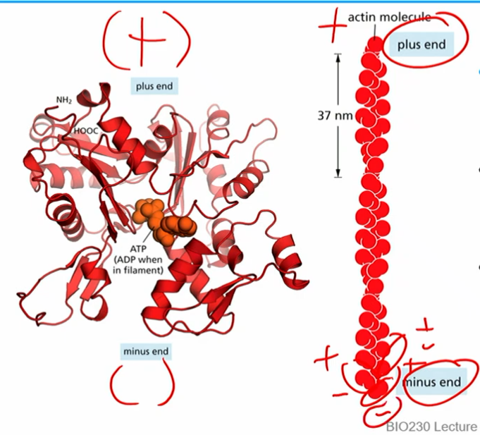 <ul><li><p>made of monomers that are asymmetric and thus “polar”</p></li><li><p>can bind and hydrolyze ATP</p></li><li><p>by convention (not charge), - end bottom, + end top</p></li><li><p>2 monomer strands assemble (twizzler style) into polarized actin filaments</p></li><li><p>plus end literally ends with a +monomer and vice versa</p></li><li><p>T form monomers (actin ATP) and D form monomers (actin ADP) <br>*same basic concept as microtubule time sensitive GTP→GDP bound</p></li></ul><p></p>