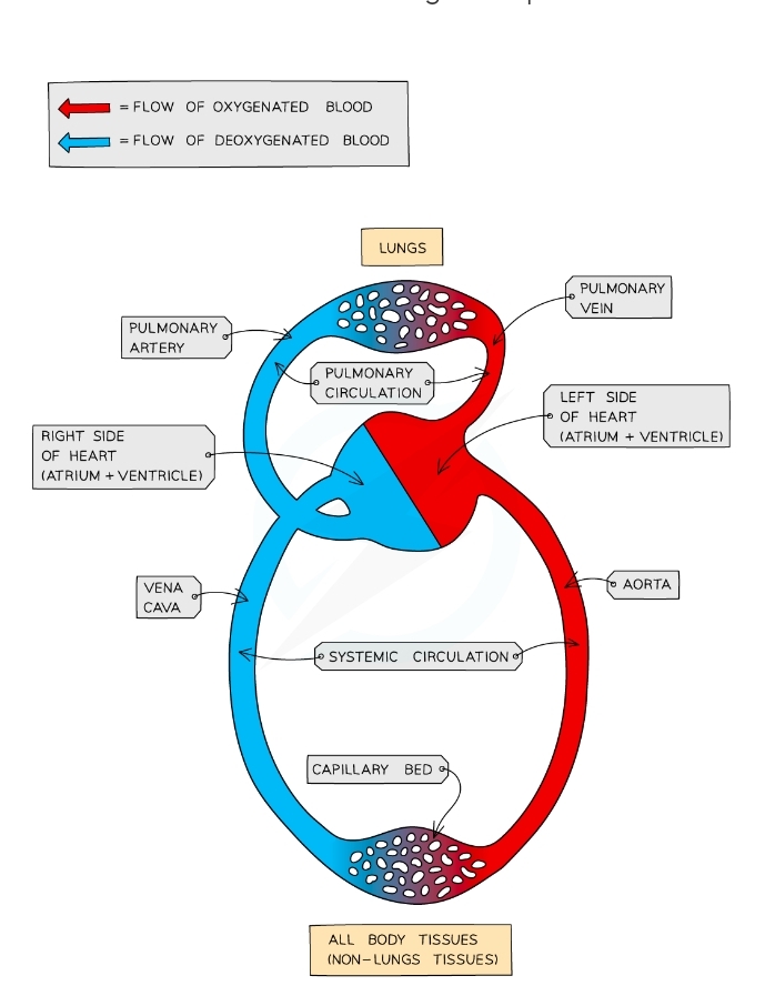 * The bulk movement of gases or liquids in one direction, usually via a system of vessels and tubes
* The circulatory system is a mass transport system