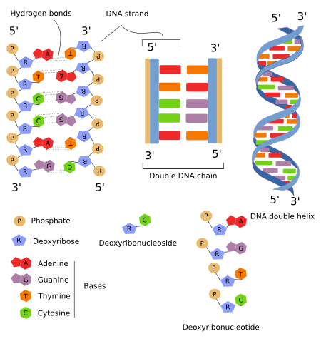 <p>DNA vs RNA</p>
