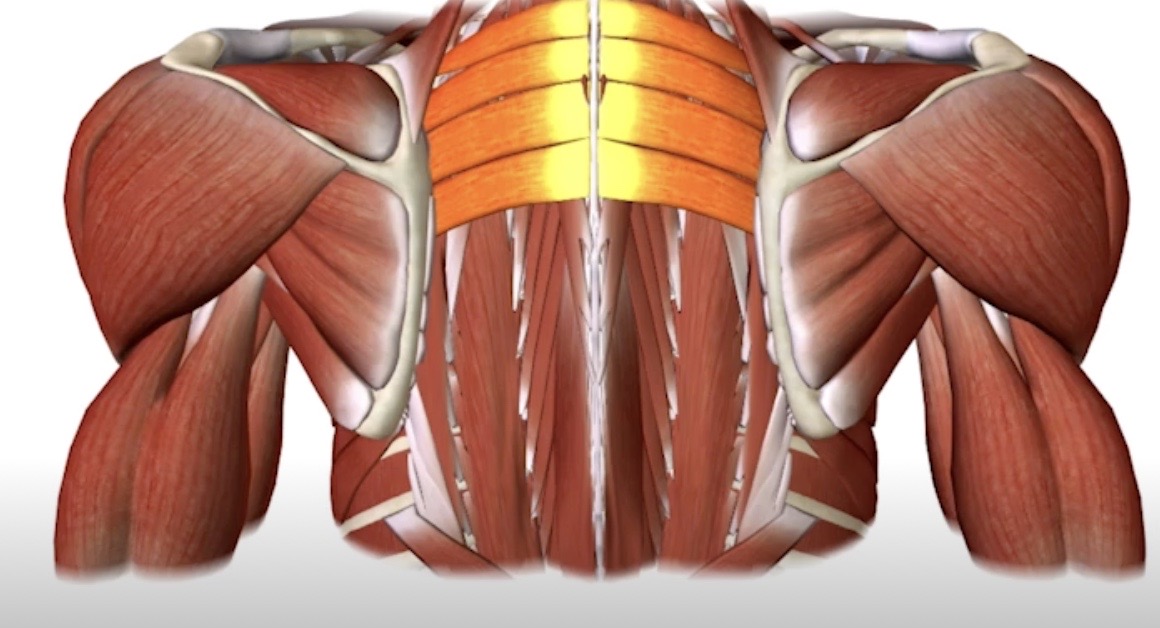 <p>Identify this muscle</p>