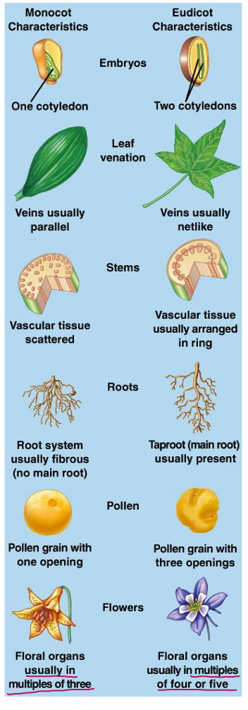 <p>monocot and eudicot</p>