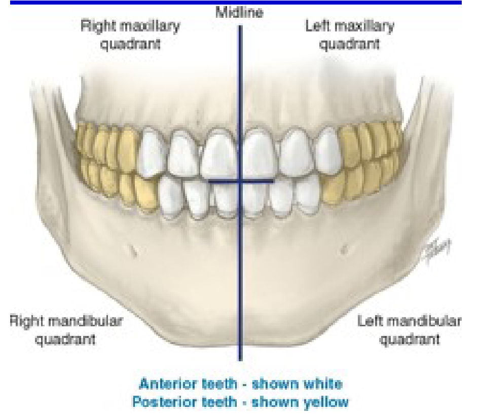 <p>How many quadrants are in the entire oral cavity?</p>