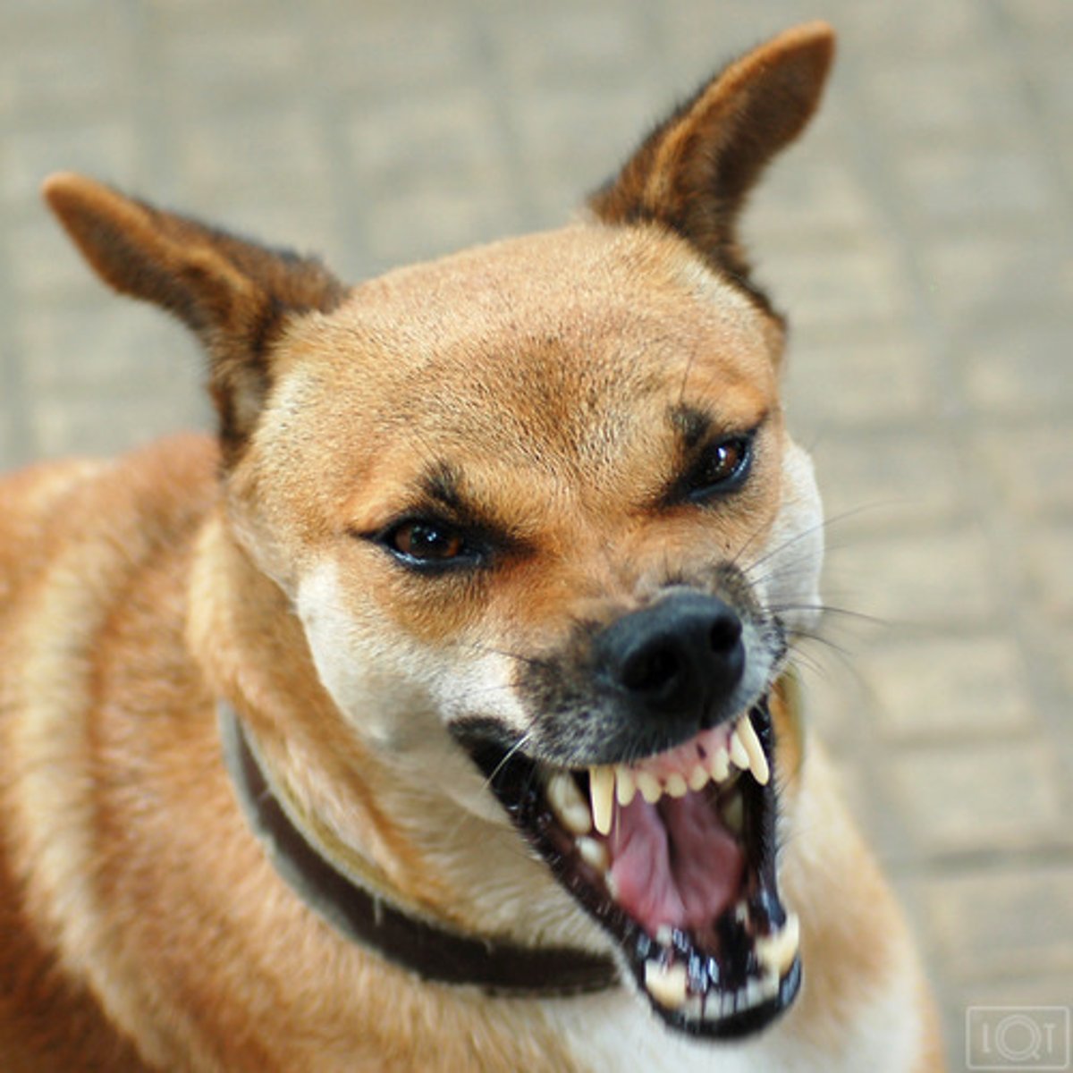 <p>aggressive</p>