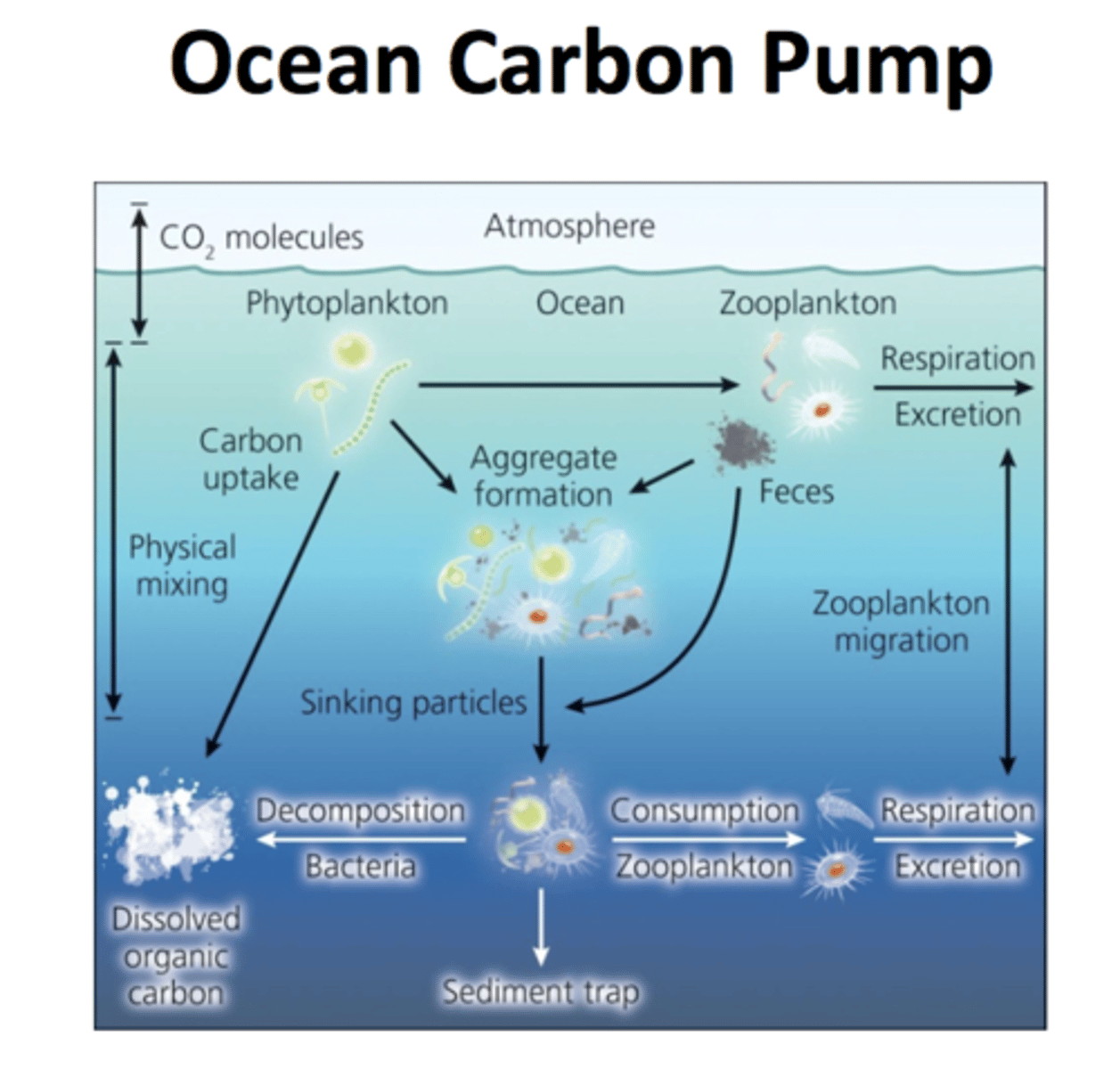 <p>Carbon Sequestration in the oceans and sediments<br><br> - the Ocean Carbon Pump<br><br>- CO2 is dissolved into oceans<br><br>1. it is converted into organic and inorganic matter to be recycled and returned to the atmosphere via deep-water circulation and upwelling<br><br>Or<br><br>2. Inorganic carbon is converted into sedimentation as Carbonates or organic carbon compounds, <br><br>... marine organisms respire and release CO2 back into atmosphere at same time</p>