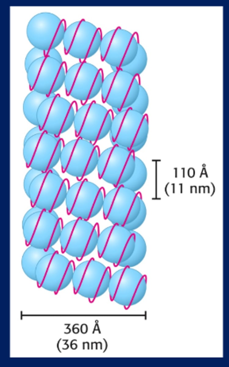 <p>-RNA polymerase, DNA polymerase, and transcription factors can't get to the DNA</p><p>-When necessary, chromatin remodeling engine comes in and opens up the DNA so they can bind</p>