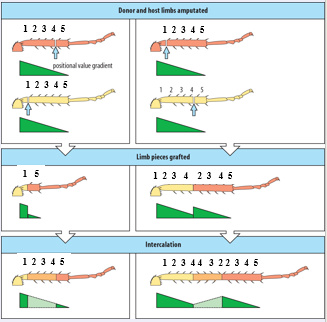 <p><span>Sensing discontinuities in positional values</span></p><p style="text-align: left"><span>Intercalation to regenerate missing ones</span></p><p style="text-align: left"><span><strong>Irrespective of overall structure</strong></span></p><p style="text-align: left"></p><p style="text-align: left"><span>Segments of a leg contain similar positional values</span></p><p style="text-align: left"><span>-&gt;Graft of a mid tibia to&nbsp; mid femur will <strong>not</strong> cause regeneration of</span></p><p style="text-align: left"><span>Intermediate structures</span></p><p></p><p><span>Certain insects can also regenerate their&nbsp; appendages, This has been studied in cockroaches in more detail, and the mechanism also involves sensing of discontinuities in positional values, missing positional values are then filled in, So principles appear to be similar to what happen in newt limb regeneration.</span></p><p style="text-align: left"><span>&nbsp;Again, regeneration&nbsp; happens irrespective of the overall structure.</span></p><p style="text-align: left"><span>It has been found that each segment of he leg contains a similar set of positional values. This means that if a mid tibia is grafted to a mid femur NO regeneration will occur.</span></p><p style="text-align: left"><span>An example of a grafting experiment that illustrates the principle of regeneration is shown here.</span></p><p style="text-align: left"><span>The donor leg is coded brown and the receiving leg is coded yellow. In green a gradient of a hypothetical positional value is shown. If positions 1 and 5 are opposed the intermediate values are generated and a normal leg is restored. If the transplant is done like in the left panel where positional value 2 is grafted distal to positional value 4, again the missing positional but this values are intercalated. Thus a segment of leg is formed with reverse orientation. It does NOT delete the duplicated positional values. So the system does not know what the overall situation is, it just responds in a fixed way to discontinuities in the positional values.</span></p><p></p>