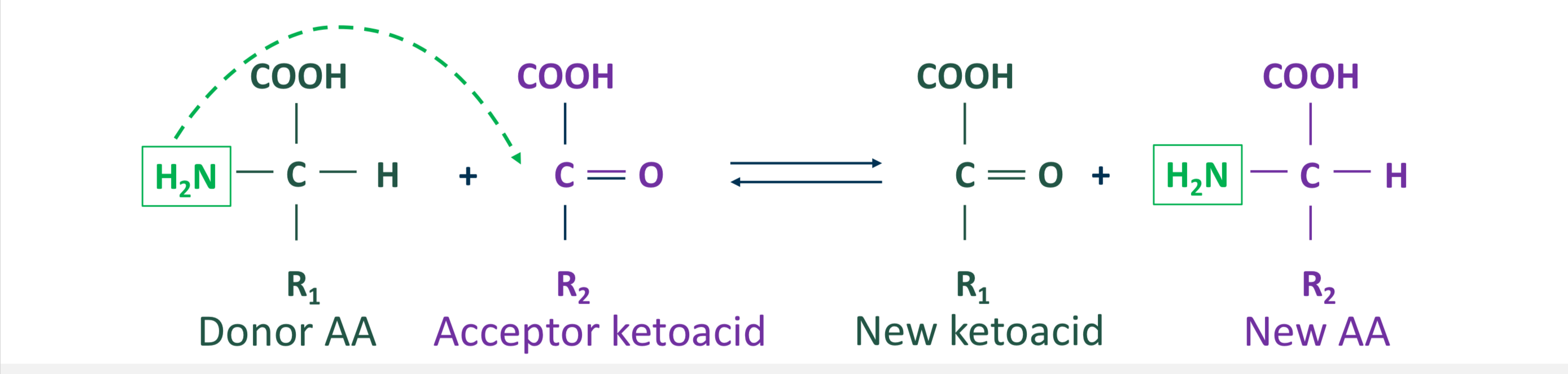<ul><li><p>reversible reaction</p></li><li><p>a-NH2 group of one a-amino acid (donor AA) is transferred to a a-ketoacid (acceptor) resulting in formation of a new a-amino acid and a new a-ketoacid</p><ul><li><p>Exists for all amino acids except lysine and threonine</p></li></ul></li></ul><p></p><p></p>