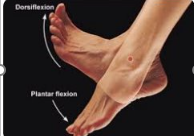 <p>Dorsiflexion: Bending the ankle so that the toes move toward the head</p><p>Plantar flexion: Moving the foot so that the toes move away from the head</p>