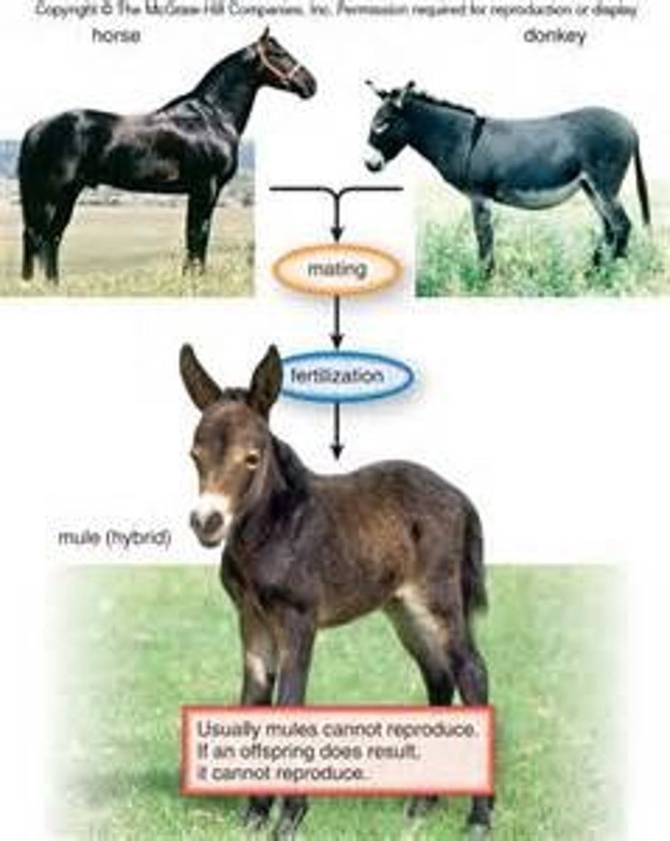 <p>Hybrid offspring from two different species that fail to produce functional gametes and therefore cannot reproduce (for example: mules)</p>
