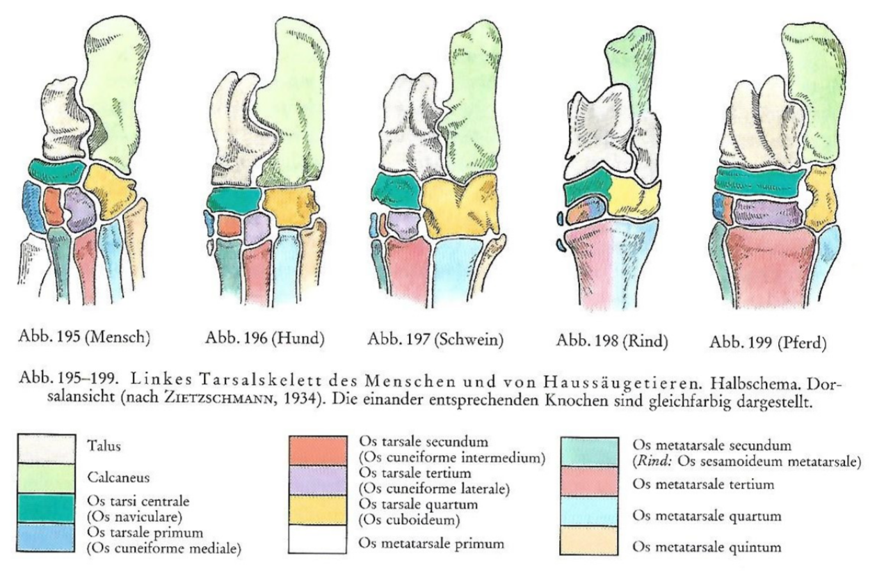 <p>Nommes les diffs <strong>art. tarsi</strong></p>
