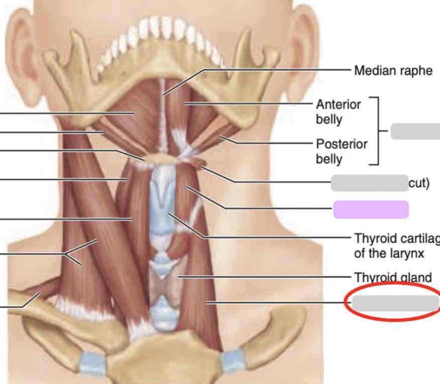 <p>Anterior neck (deep)</p>