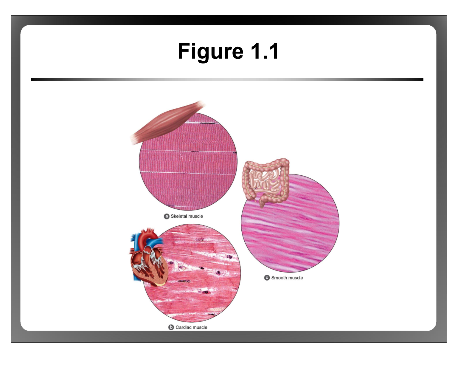 <p>Skeletal, Smooth, Cardiac</p>