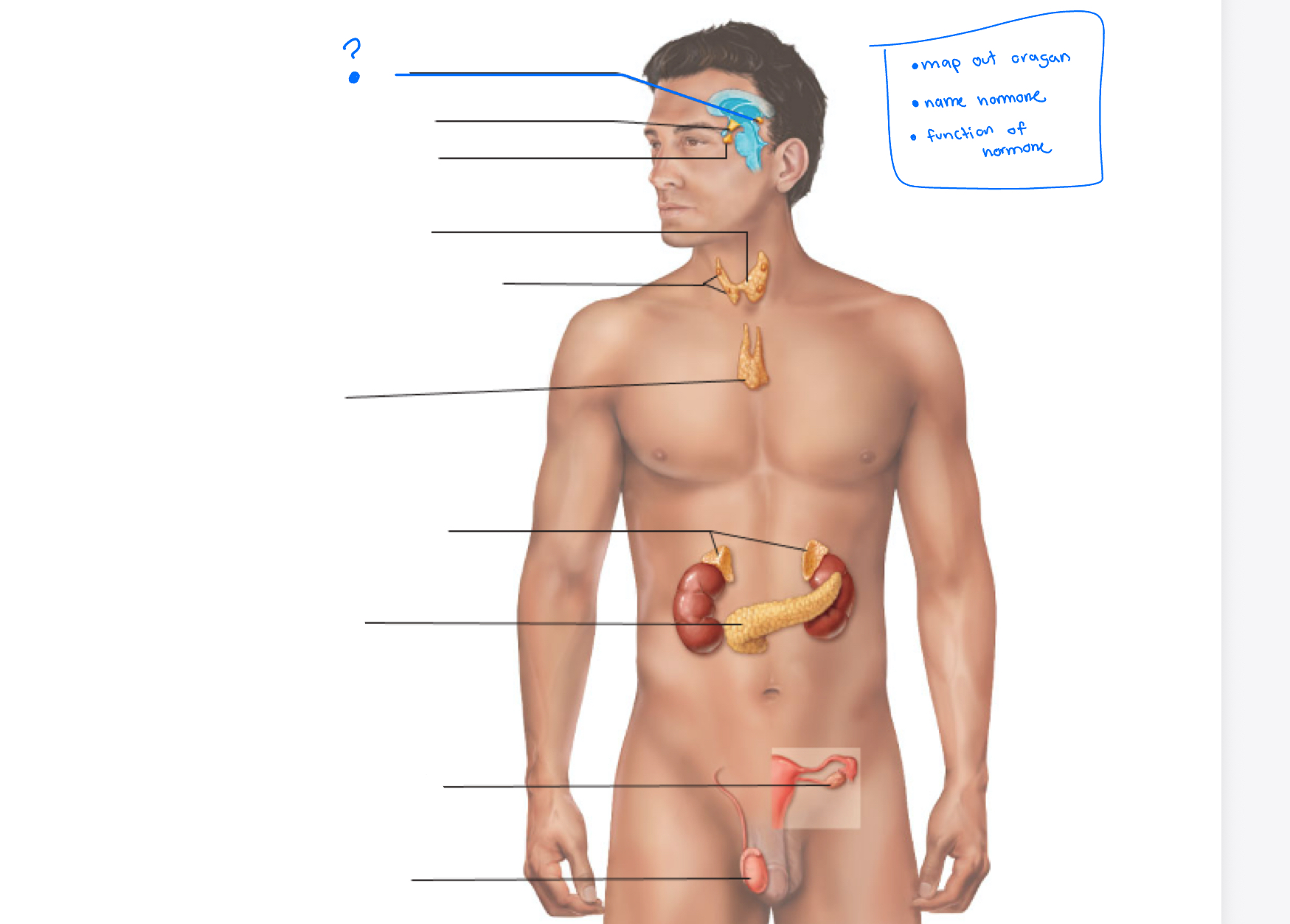 term image