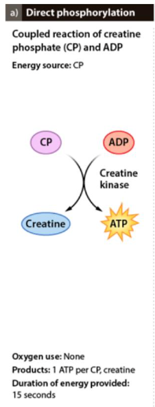 at rest: creatine + ATP → phosphocreatine + ADP

at work: phosphocreatine → creatine + ATP
