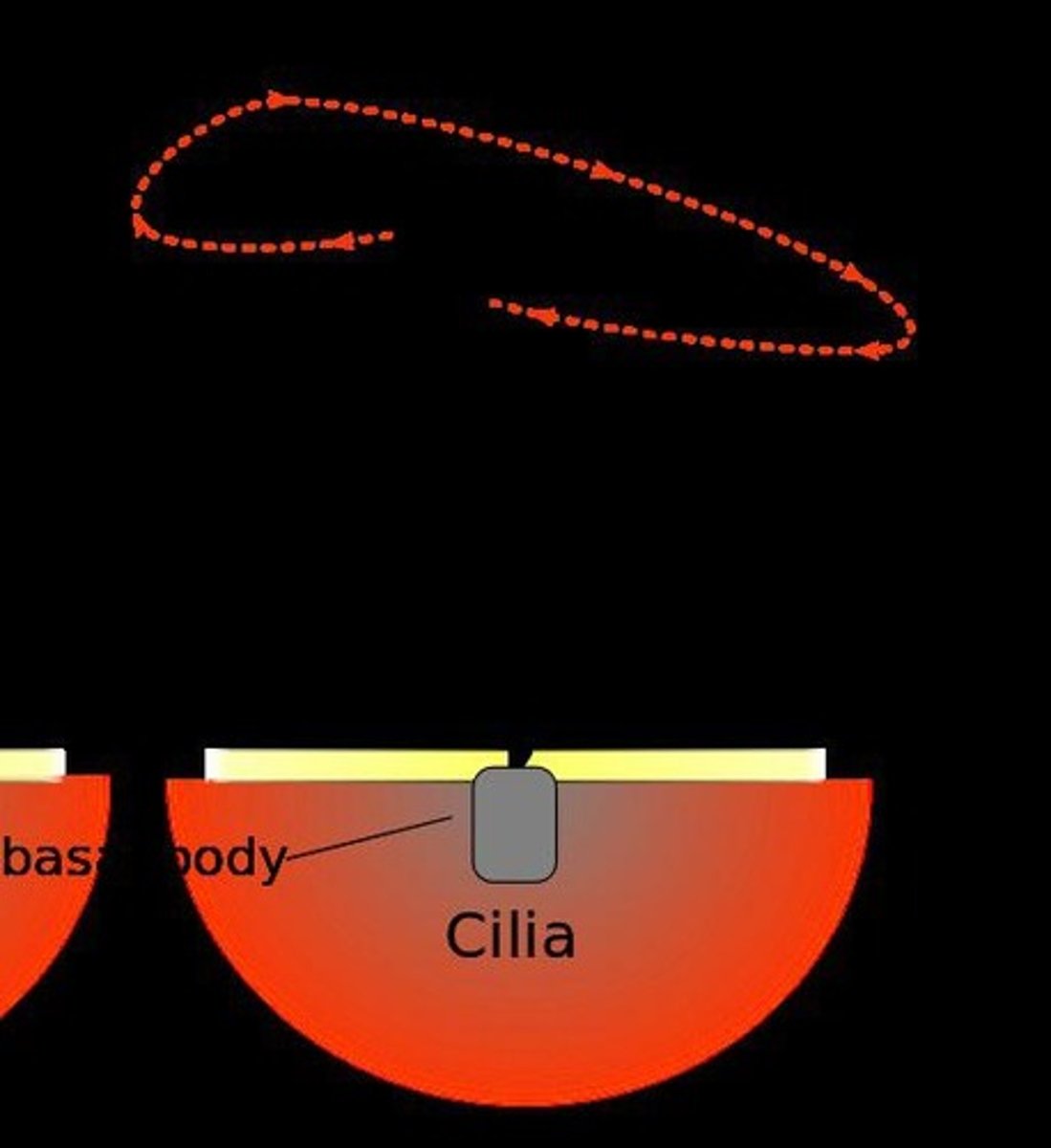 <p>Hair-like structures that aid in movement and are present in eukaryotic cells.</p>