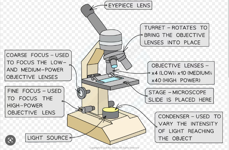 * Uses visible light with a wavelength between 400-700nm
* Cheap, easy to use, portable and can study whole specimens