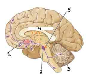 <p>Cerebellum </p>