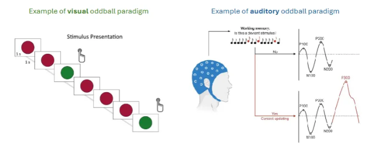 <ul><li><p>Left - push a button when you see a green circle. The green dots are the oddballs.</p></li><li><p>Right - beeps of a certain frequency, then some oddballs thrown in (different frequency).</p></li></ul><p></p>