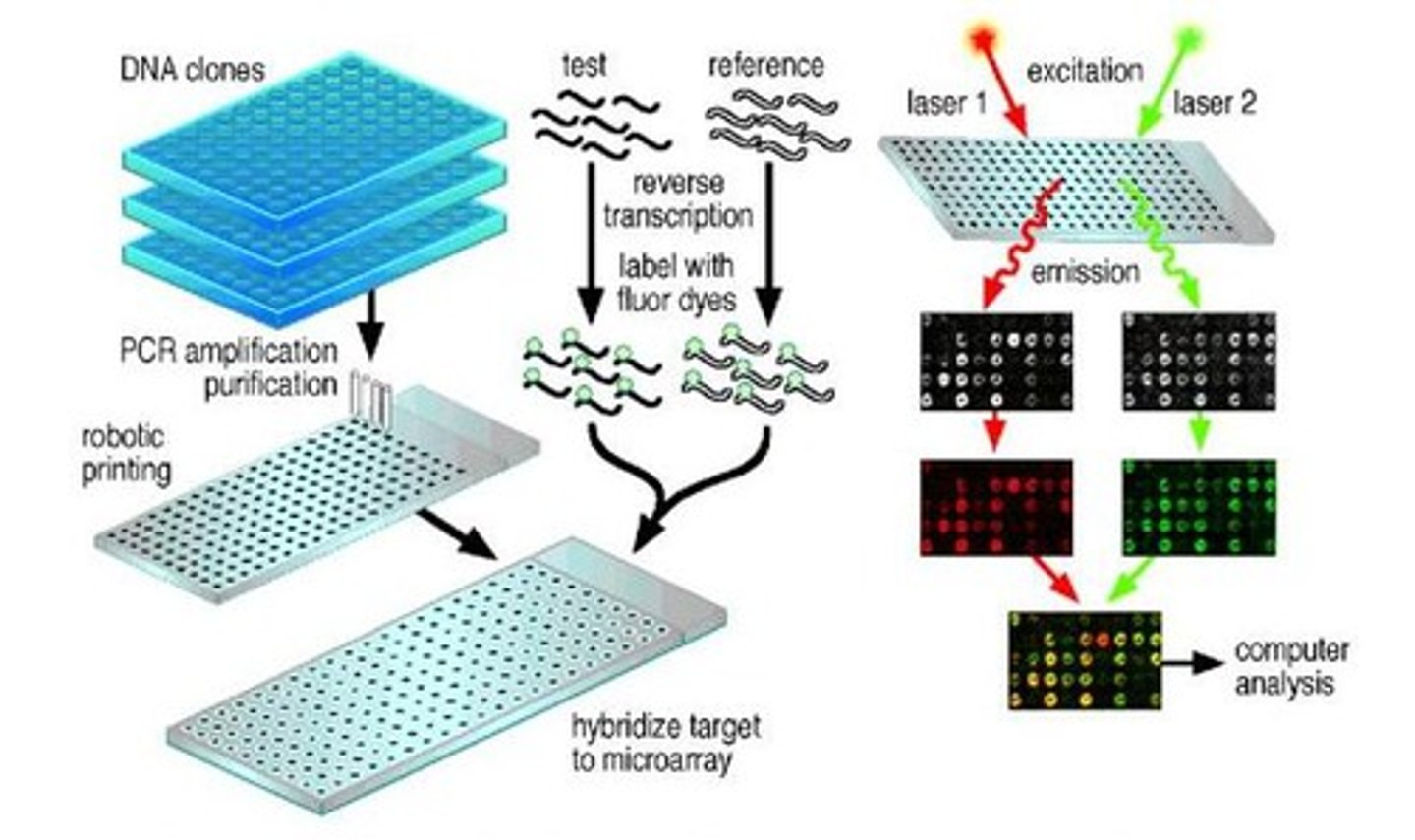 <p>In general, arrays are described as macroarrays or microarrays, the difference being the size of the sample spots. Macroarrays contain sample spot sizes of about 300 microns or larger and can be easily imaged by existing gel and blot scanners. The sample spot sizes in microarray are typically less than 200 microns in diameter and these arrays usually contains thousands of spots. <br><br>Microarrays require specialized robotics and imaging equipment that generally are not commercially available as a complete system.<br><br>There are two major application forms for the DNA microarray technology:<br><br>1. Identification of sequence (gene / gene mutation): example hereditary diseases.<br><br>2. Determination of expression level (abundance) of genes: During the viral infection, the viral genome would up-regulate the protein expression in the host level so that it would help to produce the DNA polymerase for viral DNA synthesis. As the virus start to duplicate the virus particle, the viral genome would show significant abnormal expression. By using the DNA array, it could also be detect while the infection is in the early stage.</p>