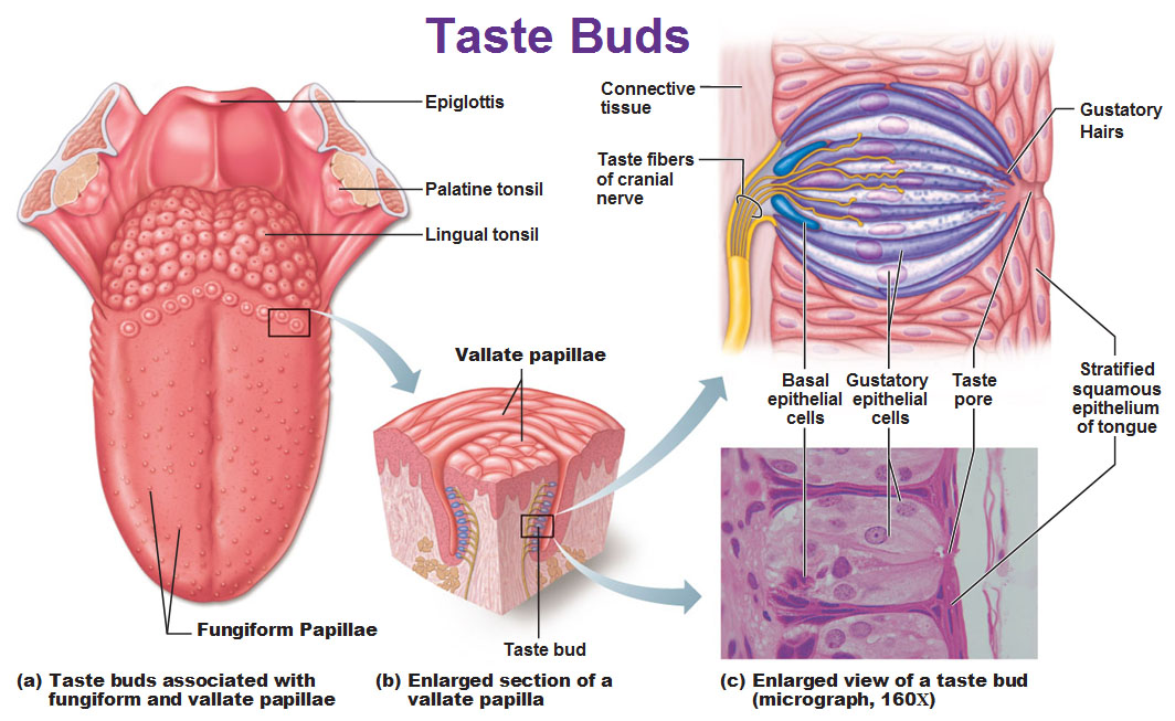 <p>Gustatory cells </p>