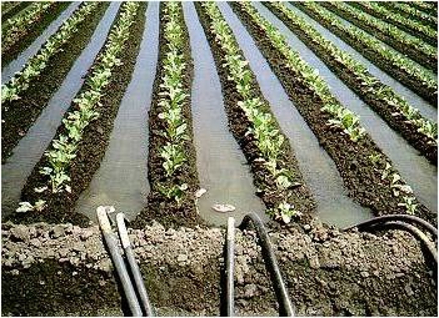 <p>Trenches or furrows filled with water are next to the crops</p>