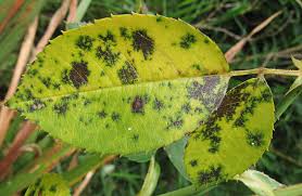 <p><span>&nbsp;Fungal disease causing black spots on rose leaves and stems, leading to yellowing and dropping.</span></p>