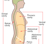 <p>cranial and vertebral cavity, encloses brain and spinal cord</p>