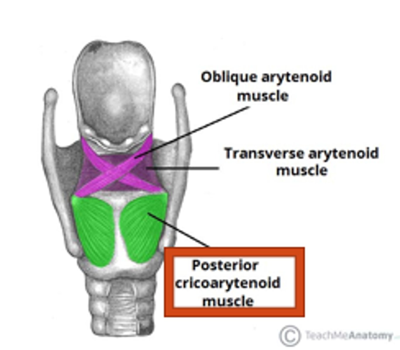 <p>Upper and back surface of the muscular process of the arytenoid cartilage</p>